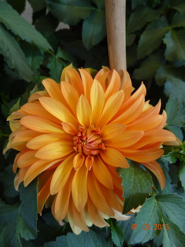 Orange dahlia flower in bloom