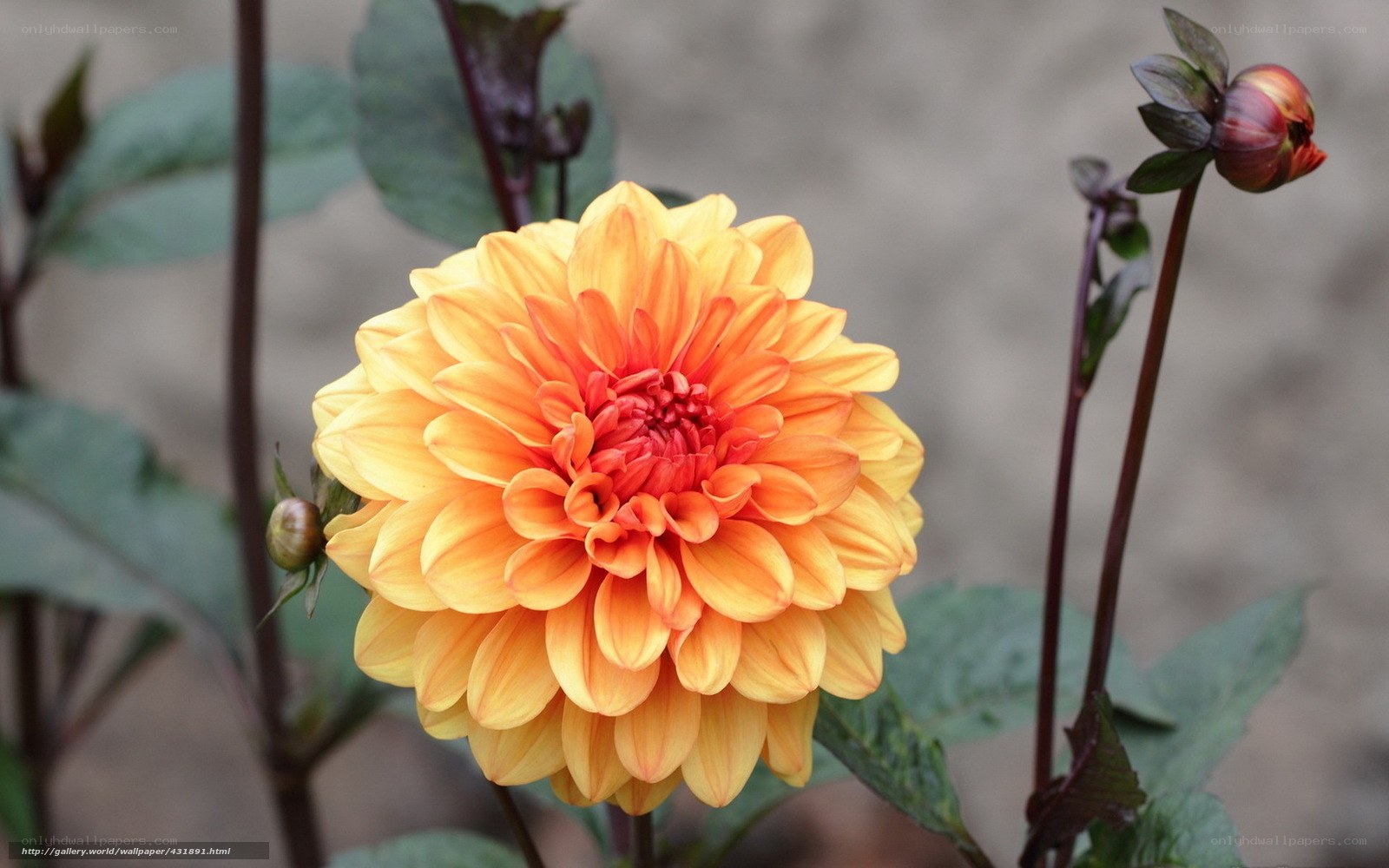 Orange dahlia flower in bloom