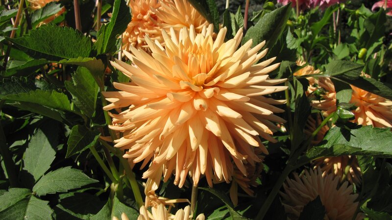 Orange Dahlia Flower — Natural, Afternoon