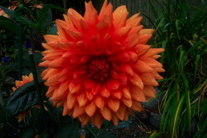Orange Dahlia Flower — Natural, Morning