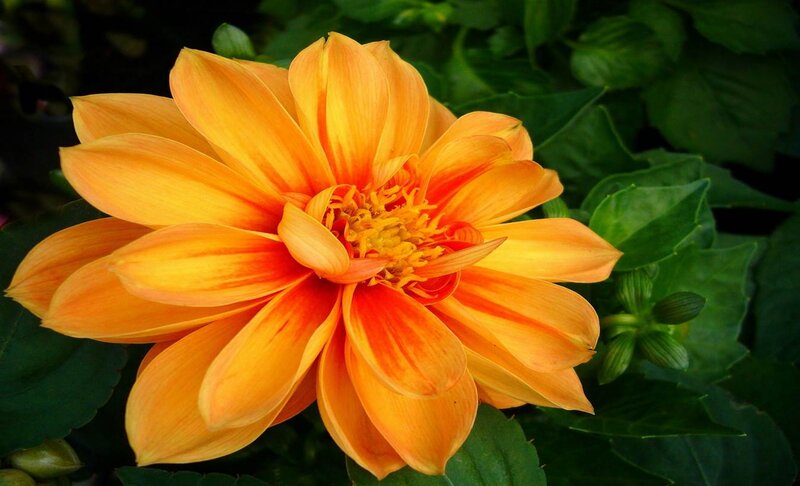 Orange Dahlia Flower — Natural, Photograph