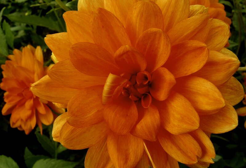 Orange Dahlia Flower — Natural