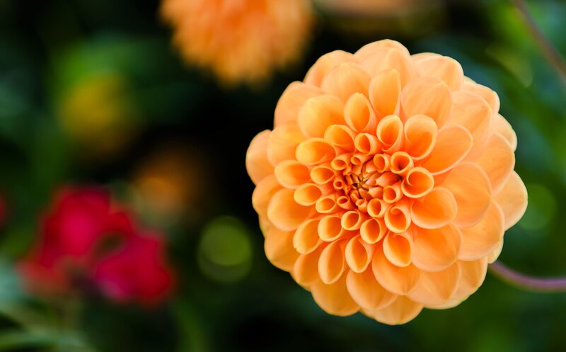 Orange Dahlia Flower — Serene, Afternoon, Photograph, Green Leaves, Red Flower