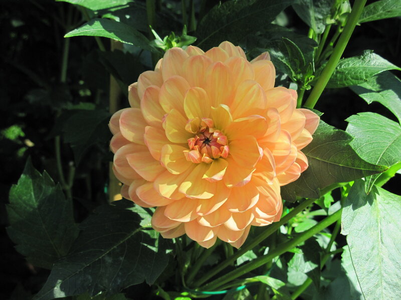 Orange Dahlia Flower — Serene, Afternoon