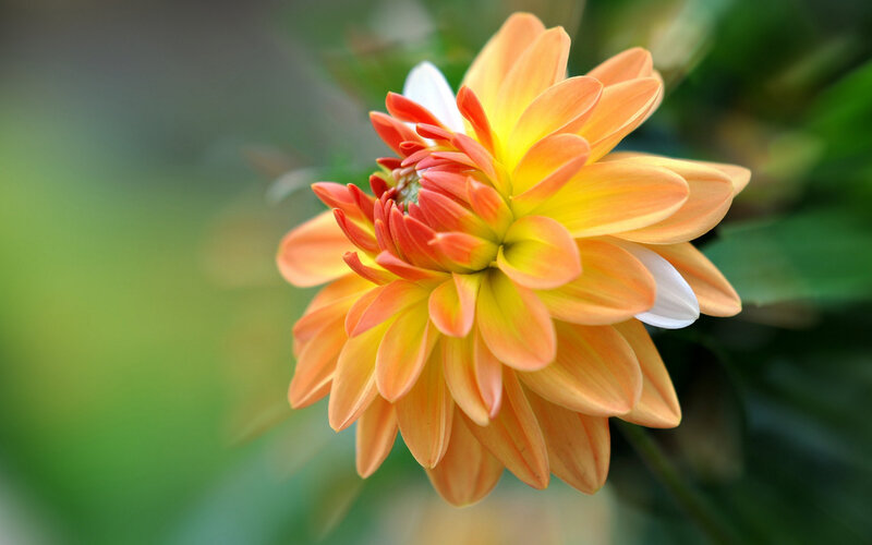Orange Dahlia Flower — Serene, Photograph, Green Leaves