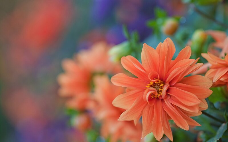 Orange Dahlia Flower — Serene, Photograph