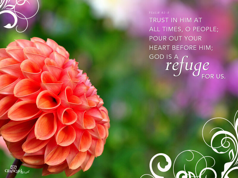 Orange Dahlia Flower — Serene