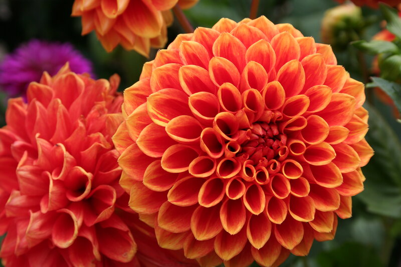 Orange Dahlia Flower — Vibrant