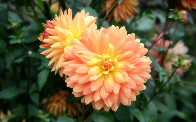 Orange Dahlia Flowers — Calm, Afternoon