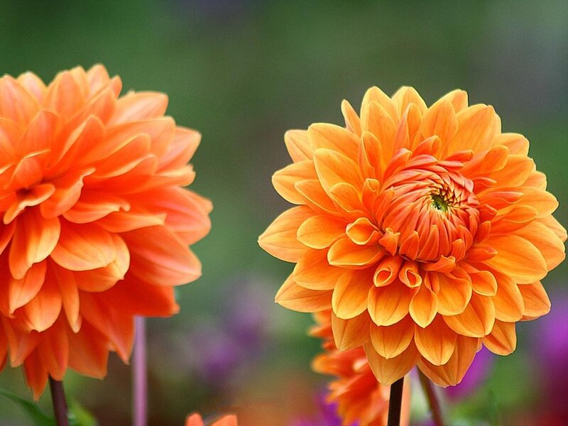 Orange Dahlia Flowers — Calm, Photograph
