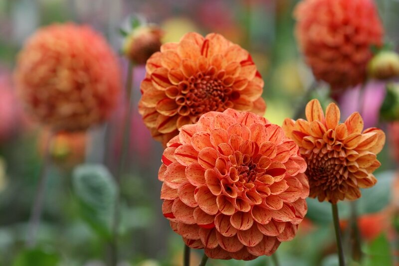 Orange Dahlia Flowers — Calm, Summer