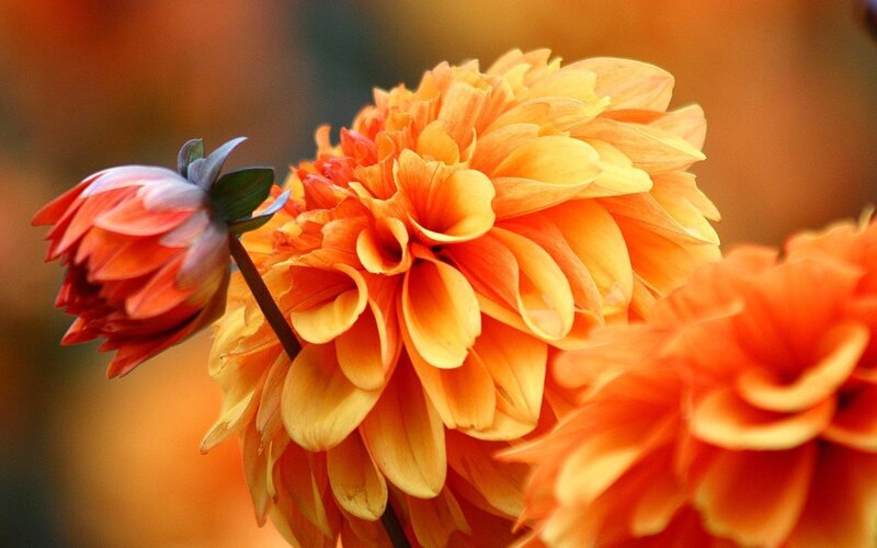 Orange Dahlia Flowers — Calm