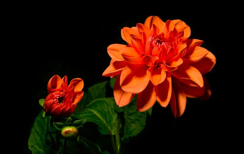 Orange Dahlia Flowers — Dramatic