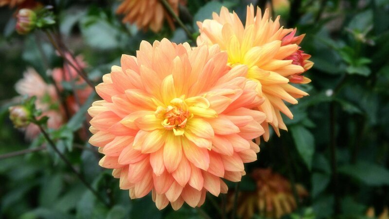 Orange dahlia flowers in bloom