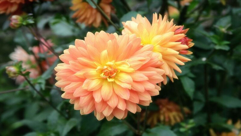 Orange dahlia flowers in bloom
