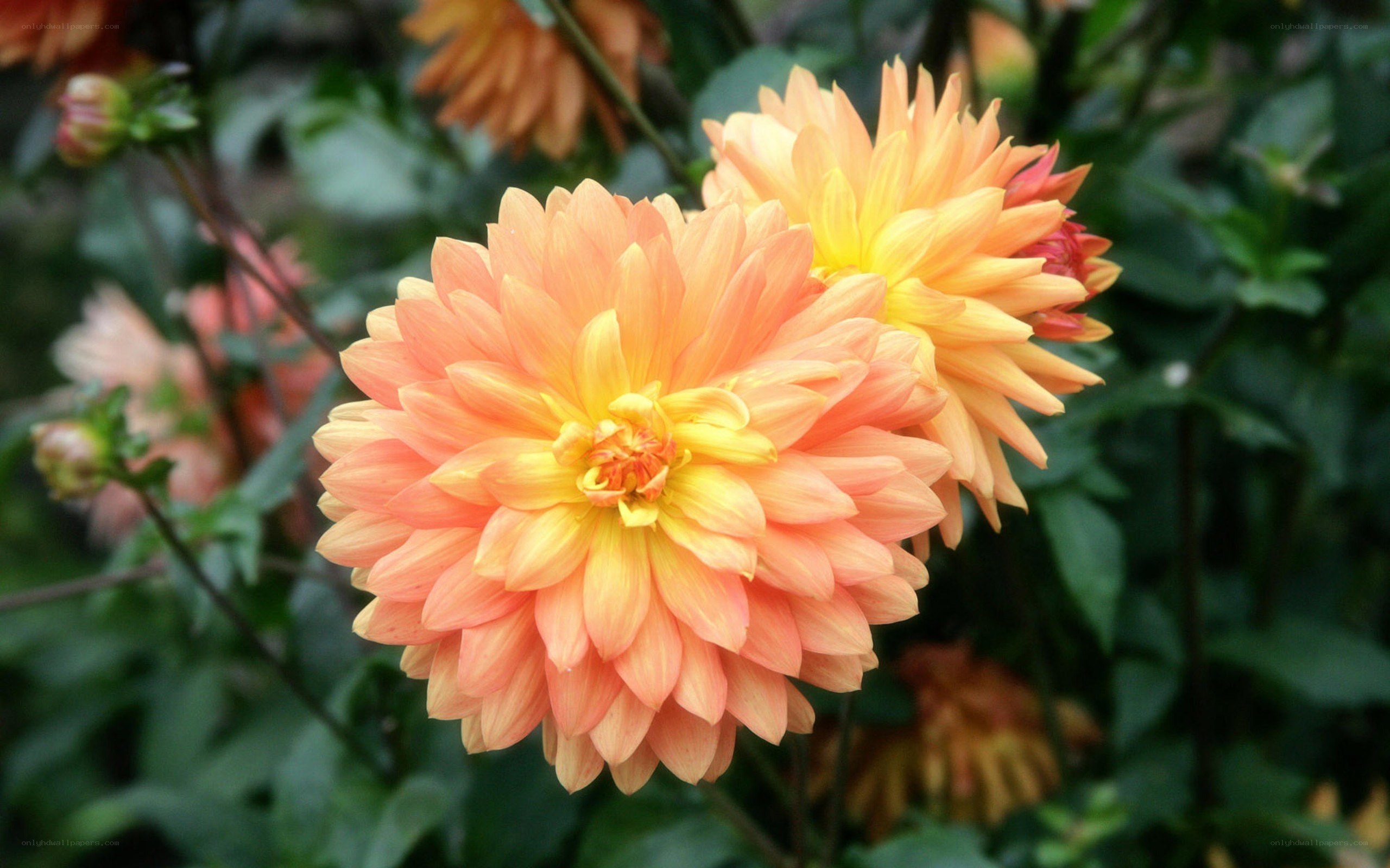 Orange dahlia flowers in bloom