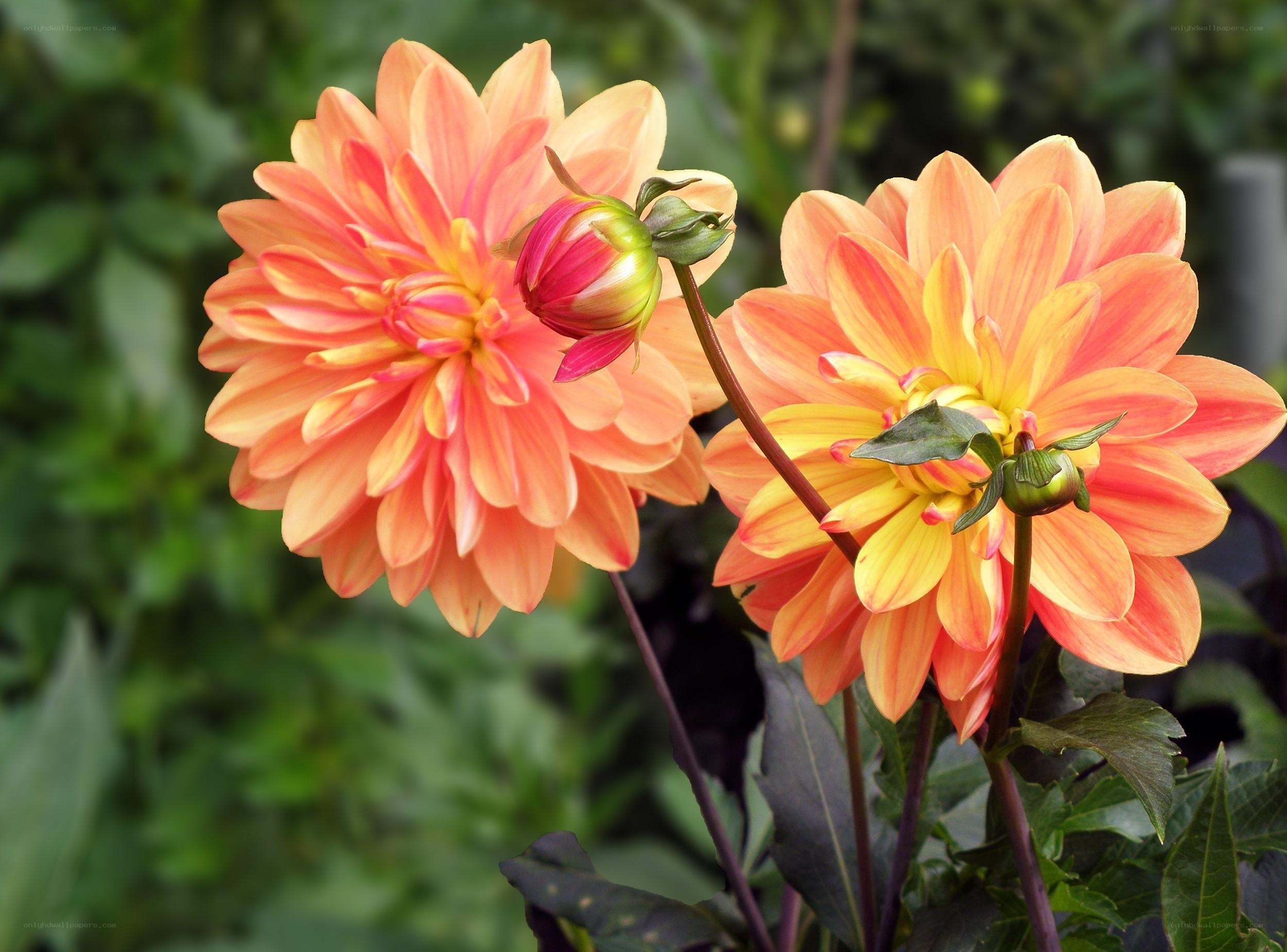 Orange dahlia flowers in bloom