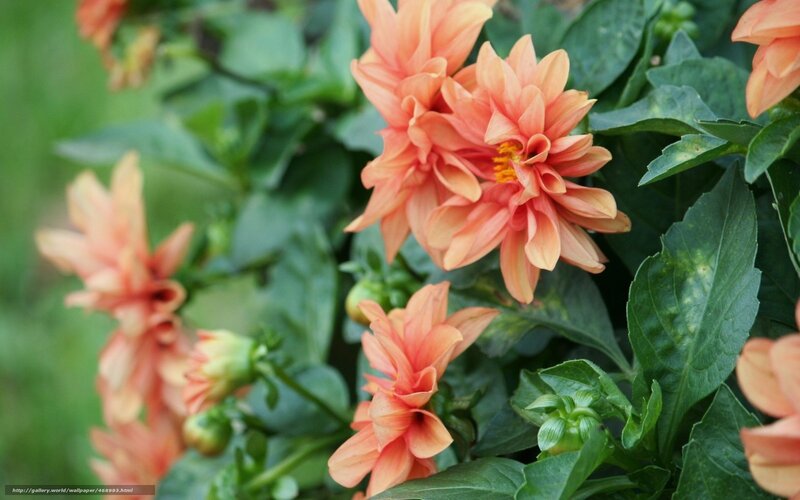 orange dahlia flowers in garden