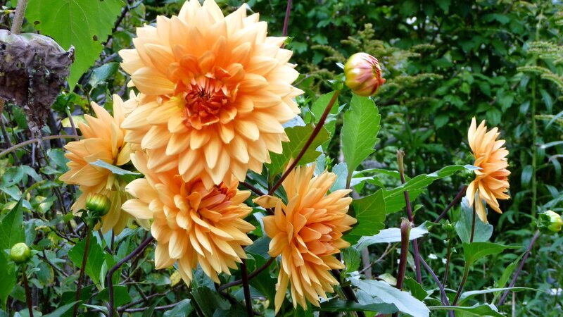 Orange dahlia flowers in garden