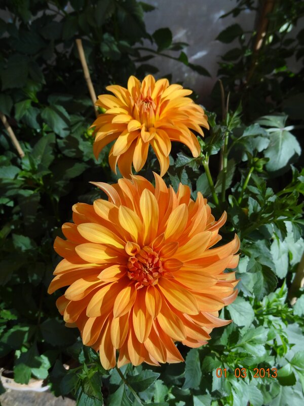 Orange dahlia flowers in garden