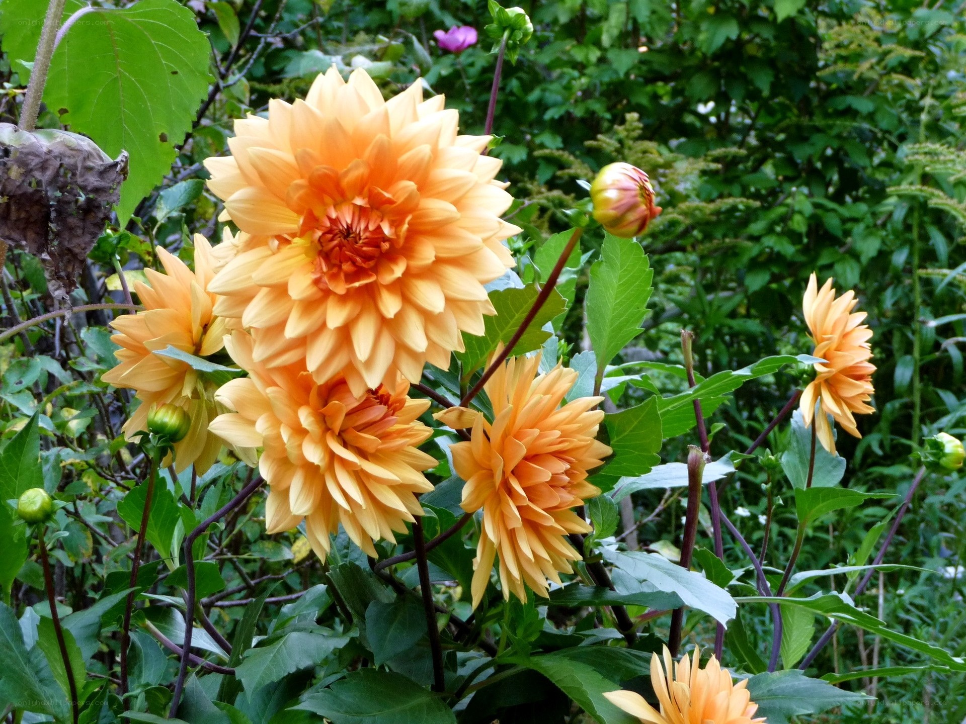 Orange dahlia flowers in garden