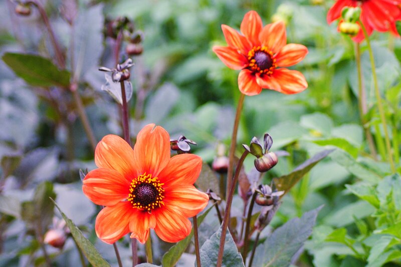 Orange Dahlia Flowers — Natural