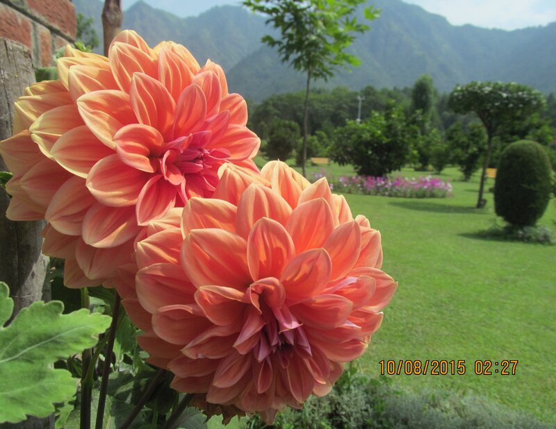 Orange Dahlia Flowers — Serene