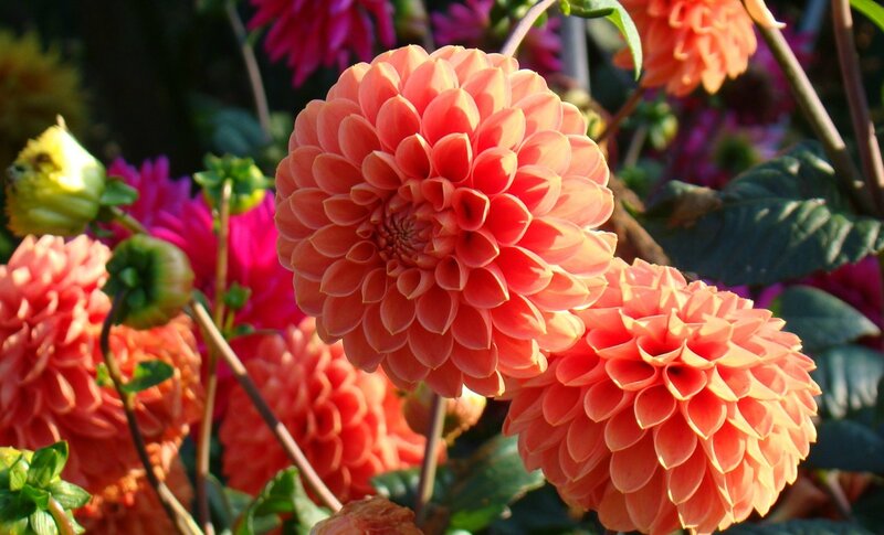 Orange Dahlia Flowers — Vibrant, Afternoon