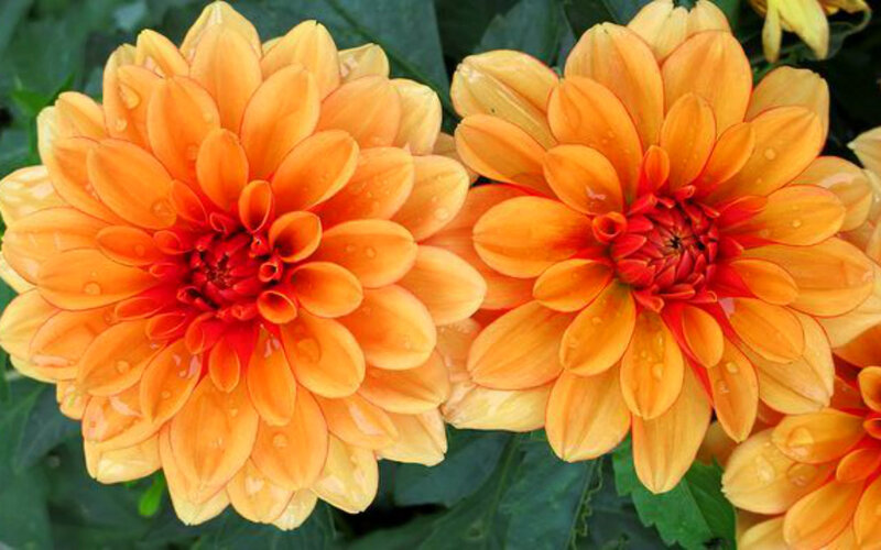 Orange Dahlia Flowers — Vibrant, Photograph
