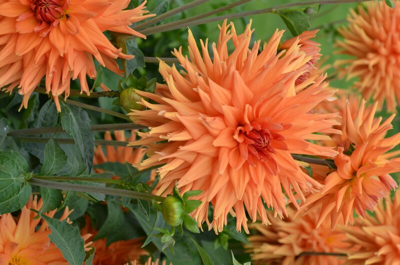 Orange Dahlia Flowers — Vibrant, Summer, Photograph