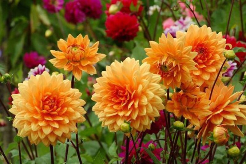 Orange Dahlia Flowers — Vibrant, Summer