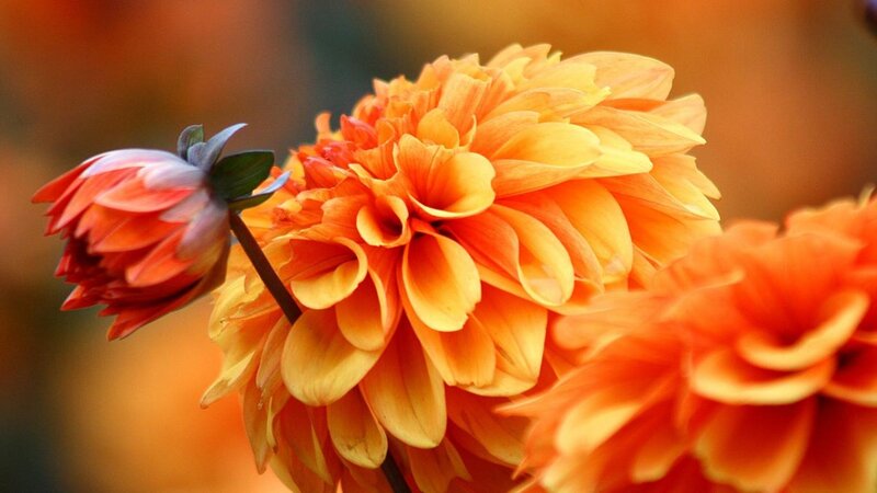 Orange Dahlia Flowers — Warm