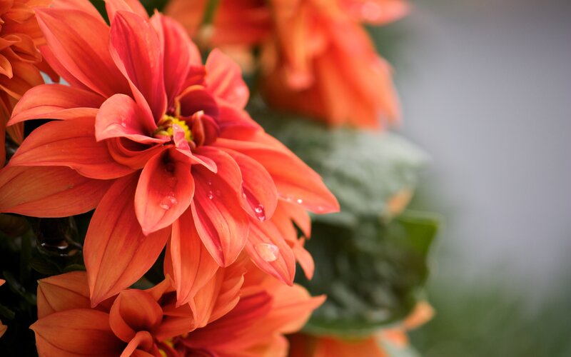 Orange dahlia flowers with water droplets