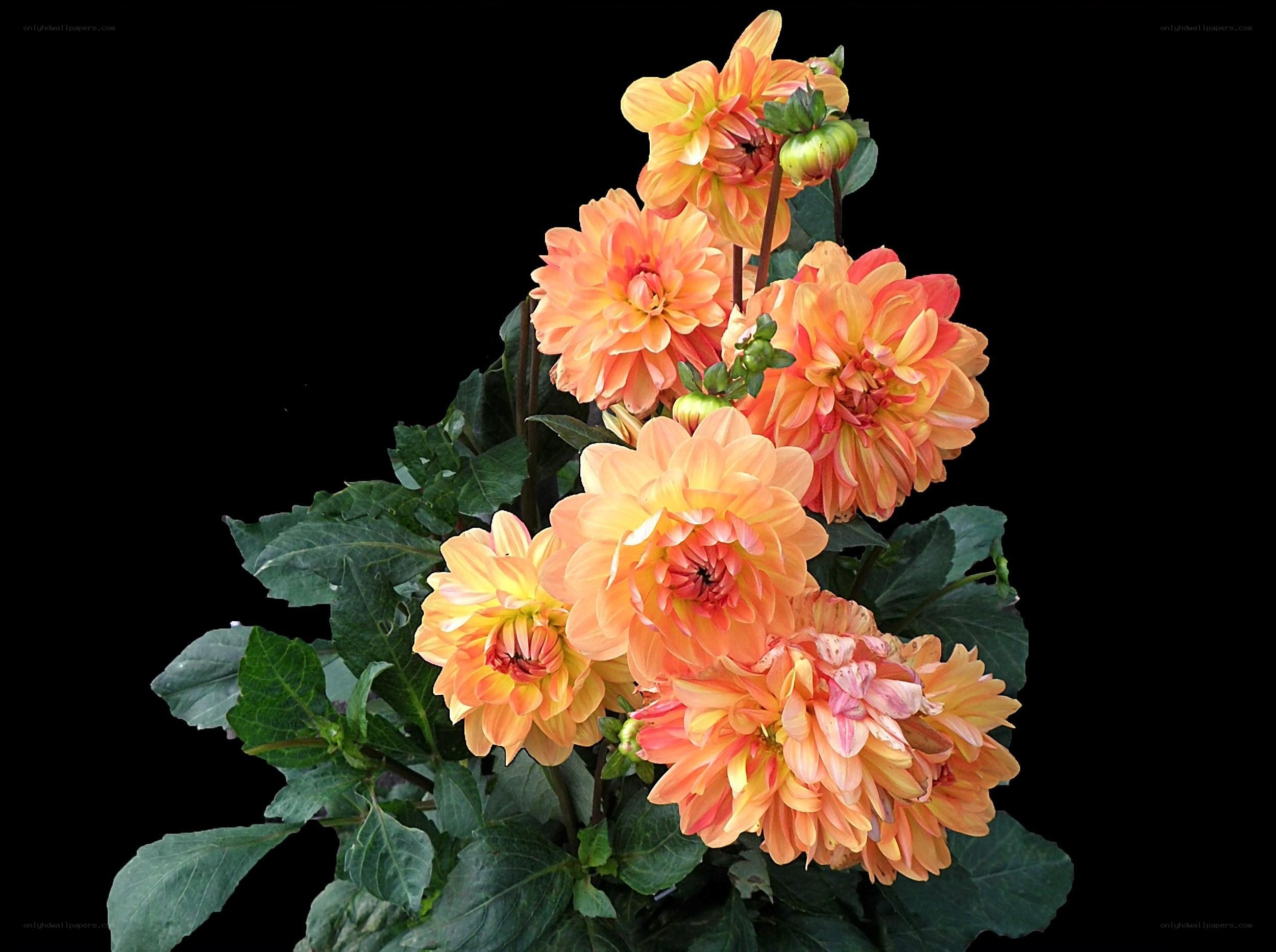 Orange dahlia flowers
