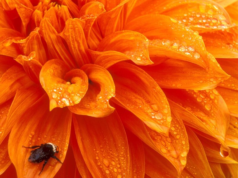Orange dahlia with water droplets
