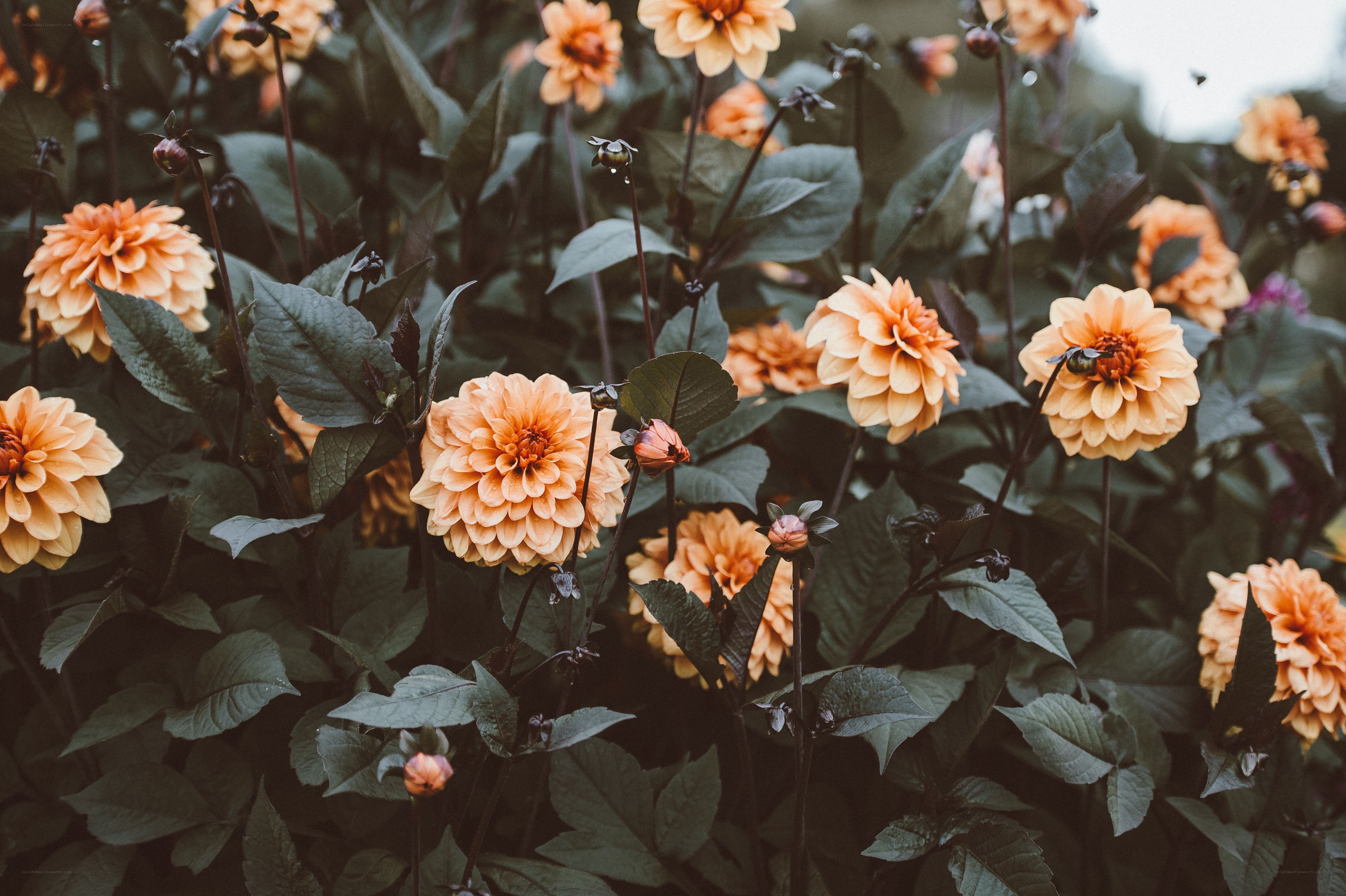 Orange dahlias in a garden