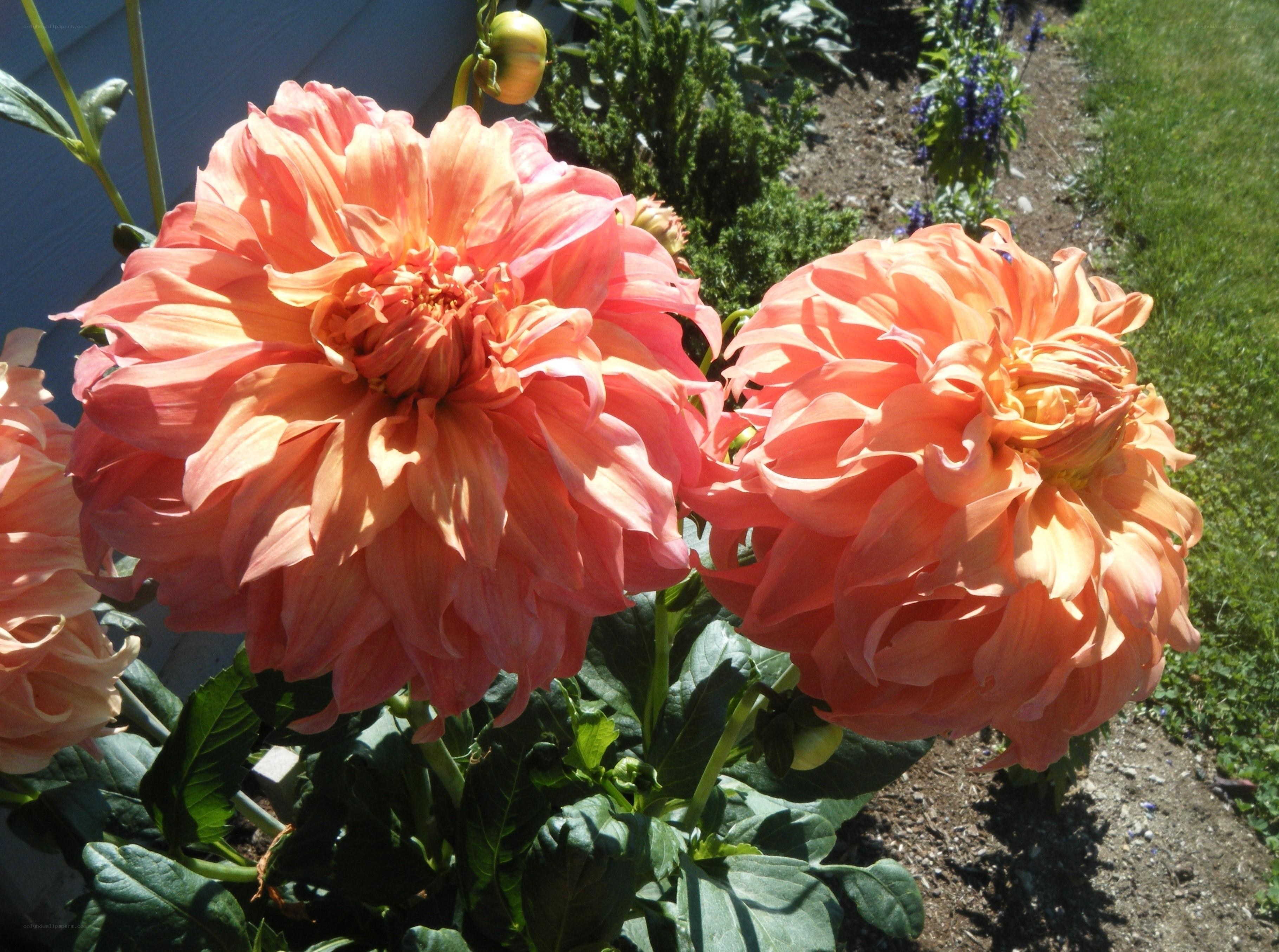 Orange dahlias in garden