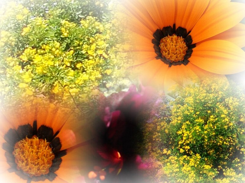 Orange Daisies and Yellow Flowers