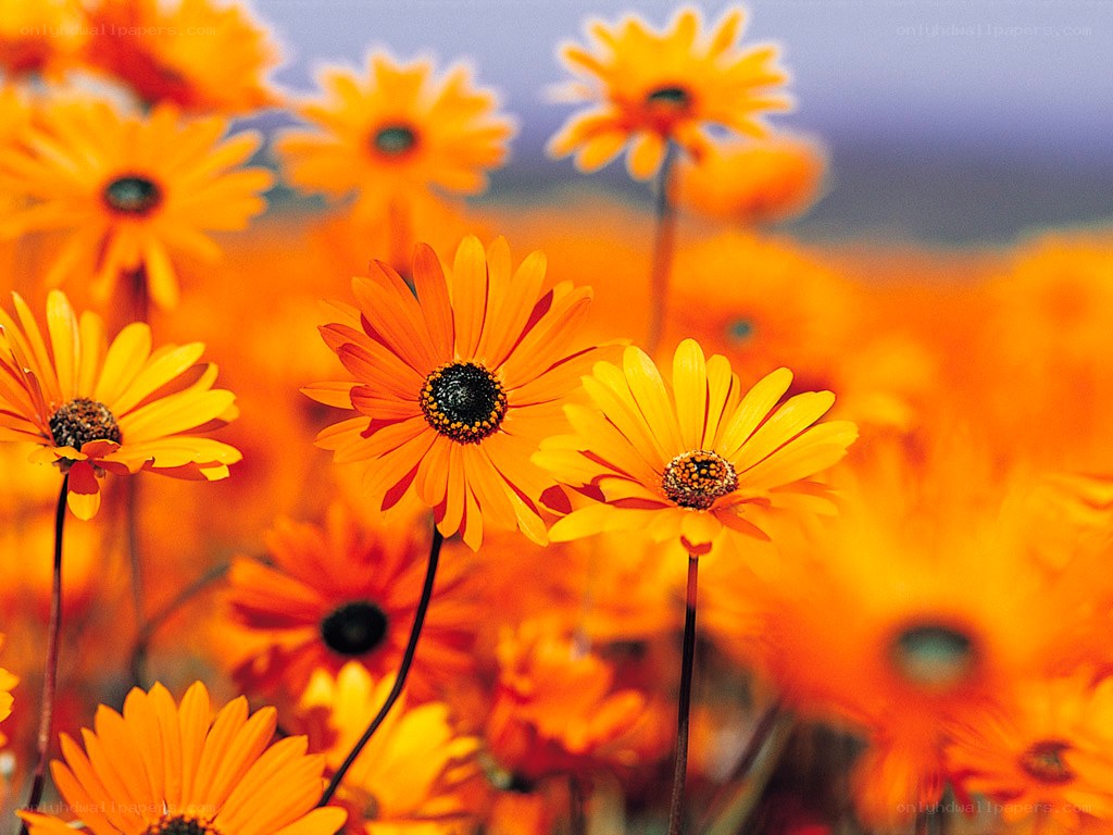Orange daisies in a field