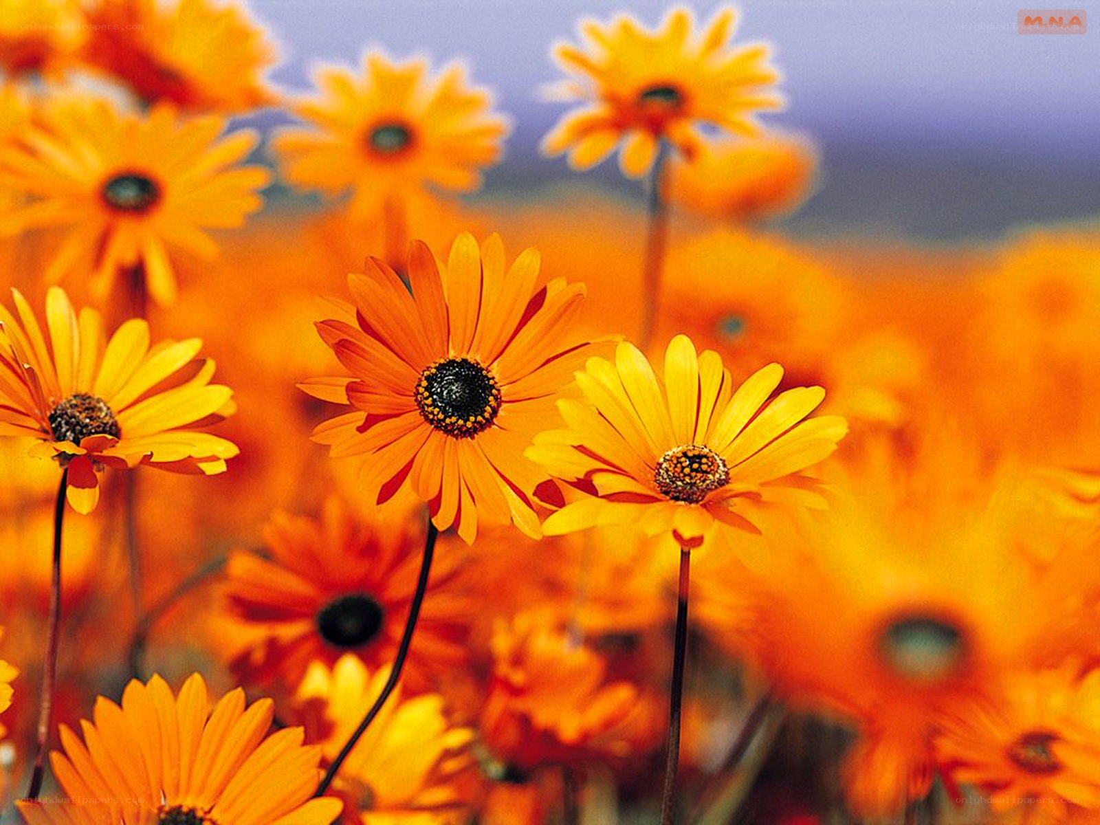 Orange daisies in a field