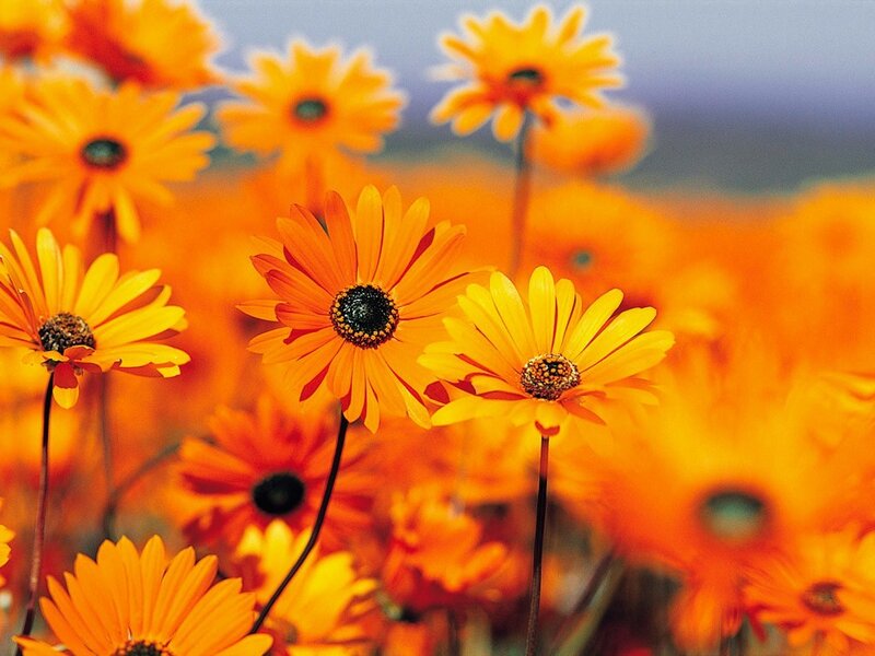 Orange daisies in a field