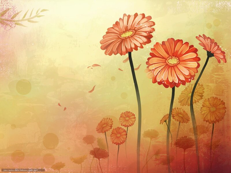 Orange daisies in a warm field