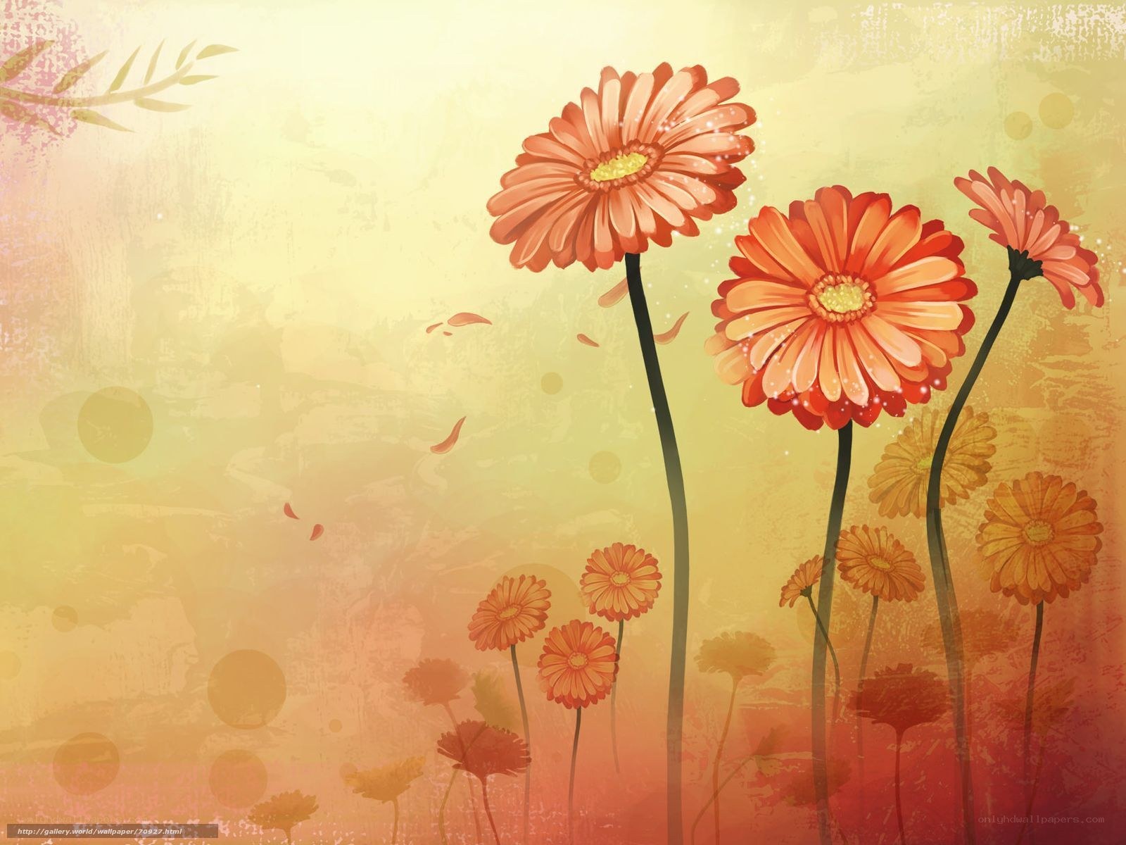 Orange daisies in a warm field