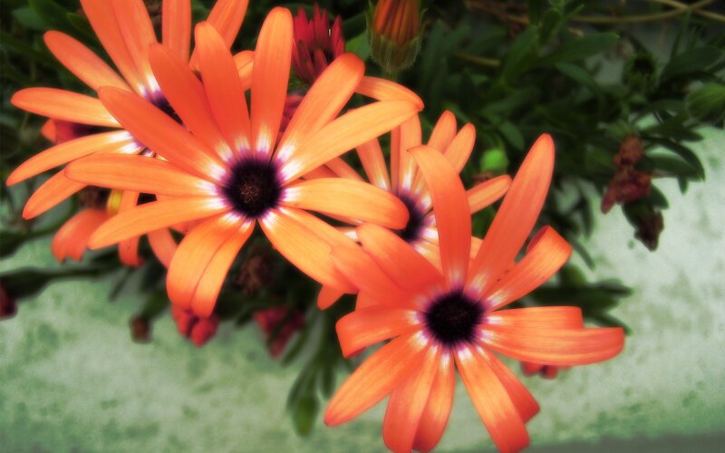 Orange daisies in bloom