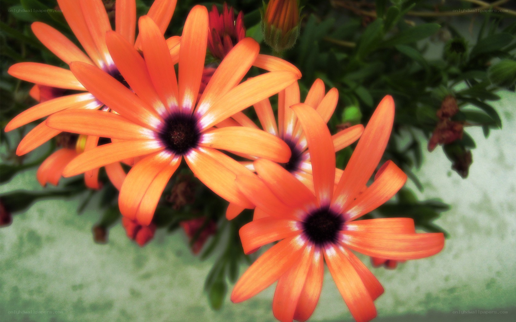 Orange daisies in bloom