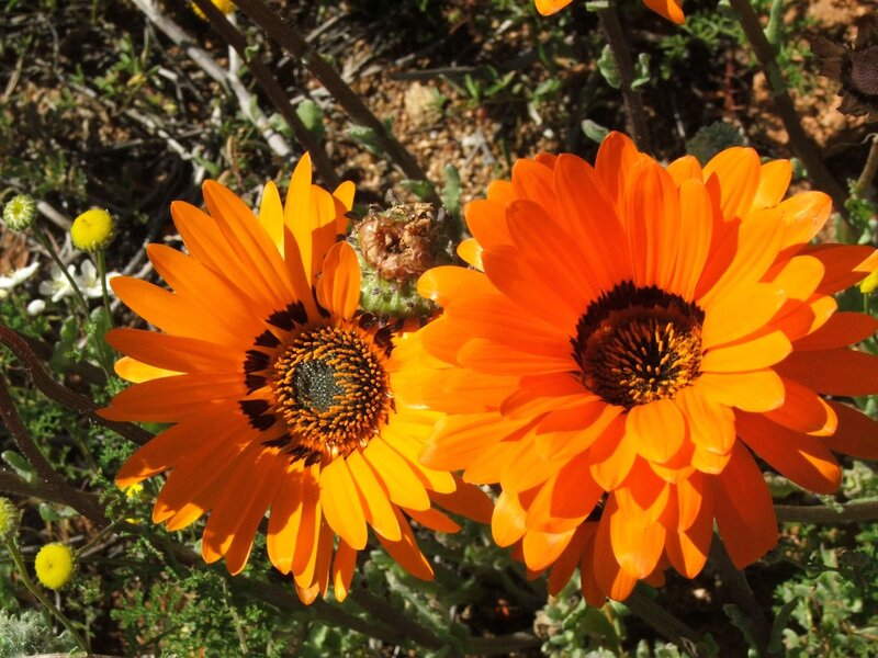 Orange Daisies in Bloom — Natural