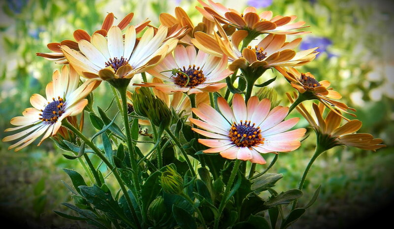 Orange Daisies in Bloom — Serene