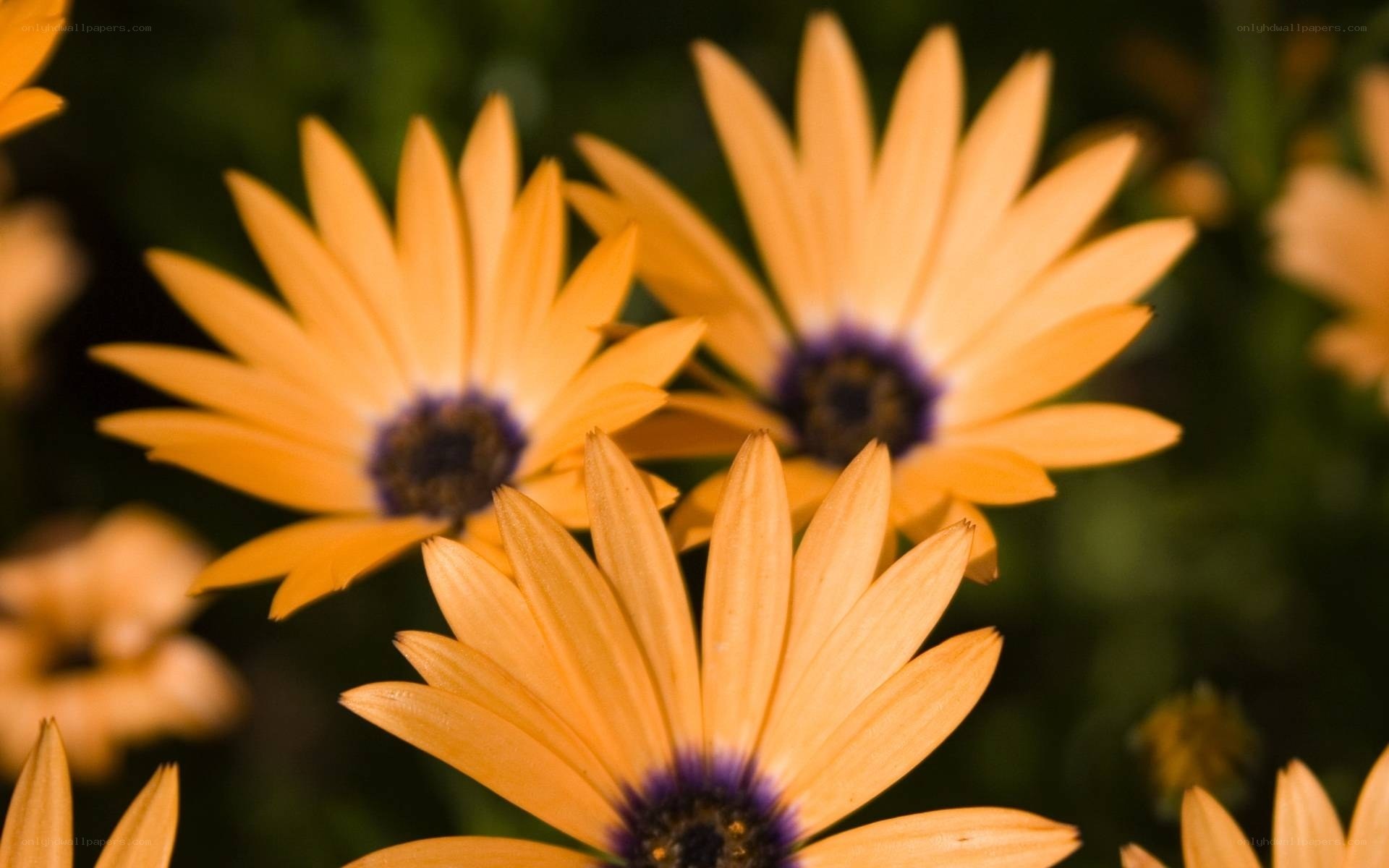 Orange daisies in bloom