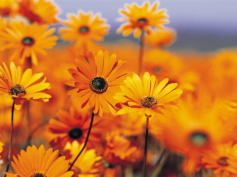 Orange Daisies in Field — Serene, Afternoon, Photograph
