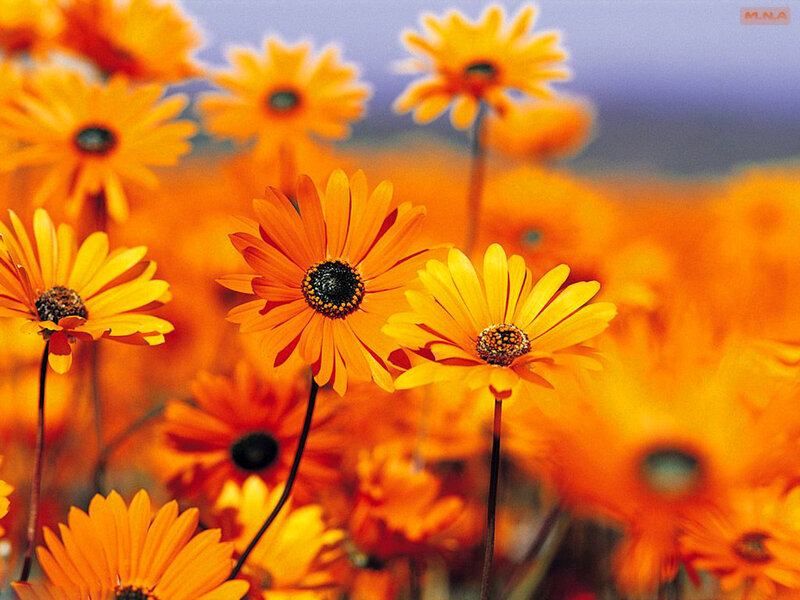Orange Daisies in Field — Serene, Afternoon